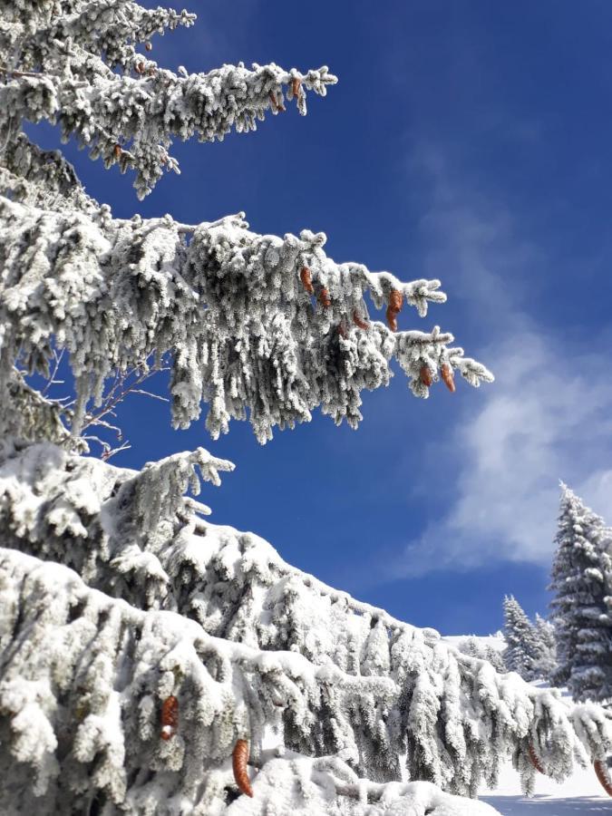 Bed and Breakfast Da C I S A Tambre dʼAlpago Exterior foto
